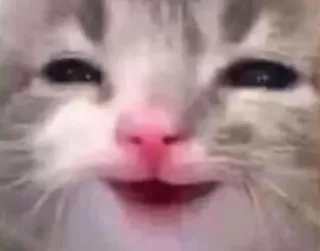 😄 f9cbd156 แมว, ลูกแมว, สัตว์, น่ารัก, มีม telegram sticker