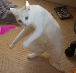 Cat’ cats whatsapp stickers