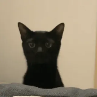 🧶 039216fb gato, gato negro, animal, mascota telegram sticker