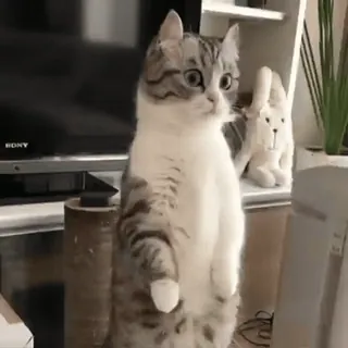 🧶 06f88883 gato, de pie, animal, gato doméstico, mascota, mamífero telegram sticker