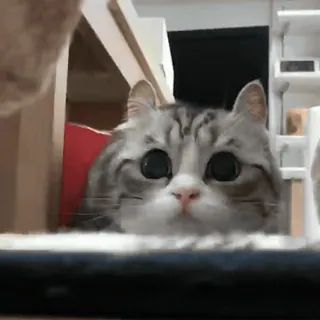 🧶 295659cd gato, animal, lindo, ojos, gatito, mascota telegram sticker