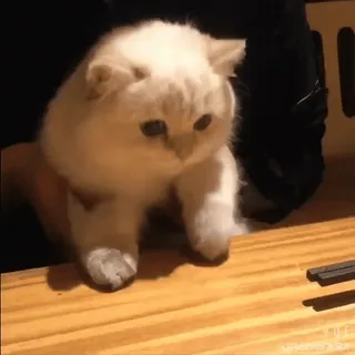 🧶 e96a58fa gato, animal, gatito, lindo, mascota, animal doméstico telegram sticker