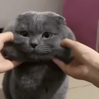 🧶 ea223971 gato, lindo, animal, doméstico, scottish fold, mascota telegram sticker