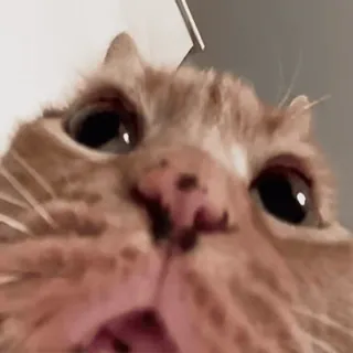 🐈 046f85d3 猫, 動物, ペット, 茶トラ, 家畜, クローズアップ, 面白い telegram sticker