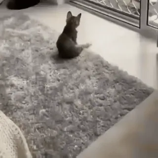 🐈 07481725 猫, 動物, ペット, 家畜, 面白い, 家 telegram sticker