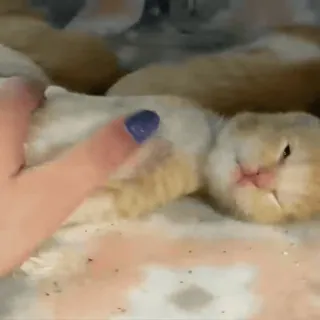 🐈 154d8966 子猫, 猫, かわいい, ペット, 動物, 小さい telegram sticker