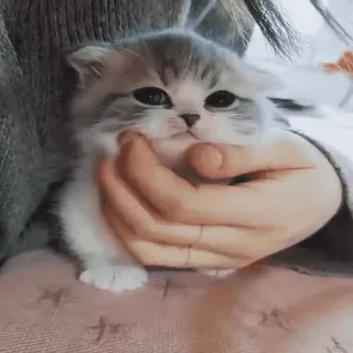 🐈 65e65b47 子猫, 可愛い, ペット, 猫, 家畜, 柔らかい, ふわふわ telegram sticker