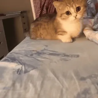 🐈 a138749a 猫, 子猫, 可愛い, 動物, ペット, ネコ telegram sticker