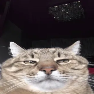 🐈 a86e5cd2 猫, 動物, ペット, 飼い猫, ネコ科 telegram sticker