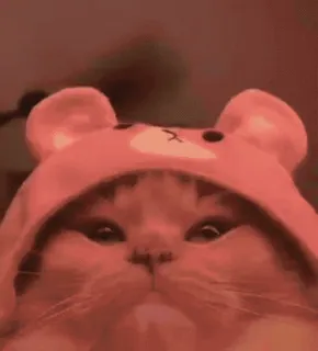 🐈 b843517f 猫, 可愛い, パーカー, 動物, ペット telegram sticker