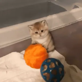 🐈 e8c4c2f5 子猫, 猫, ペット, 動物, かわいい, ボール, 遊び好き telegram sticker