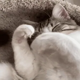 🐈 f0b8929c 猫, 睡眠, 動物, ペット, 家畜, ネコ科 telegram sticker