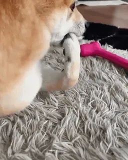 😤 101871e5 cane, animale, animale domestico, shiba inu, carino, giocattolo telegram sticker