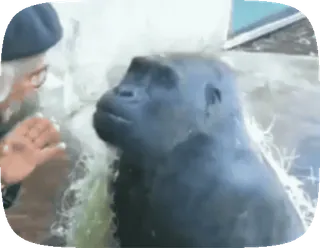 😌 f618f787 Gorilla, Animale, Natura, Primate, Fauna selvatica telegram sticker