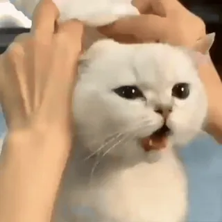 🐈‍⬛️ 04e81ba1 kot, biały kot, zwierzę domowe, zwierzę, ssak, zwierzę, kot domowy, kotowaty telegram sticker