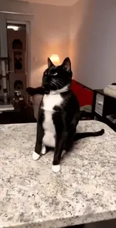 🐈‍⬛️ 37408bfe kot, kot tuxedo, zwierzę, zwierzak, zwierzę domowe telegram sticker