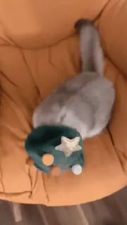 🐈‍⬛️ 4812fe49 kot, zwierzę, kapelusz, zwierzę domowe telegram sticker