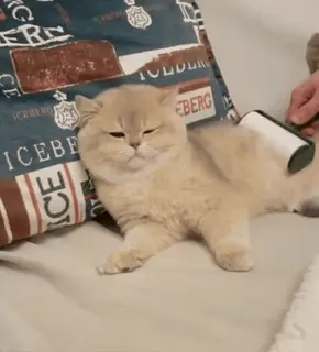 🐈‍⬛️ a32f68d5 kot, zwierzę domowe, pielęgnacja, rolka do ubrań, zwierzę, zwierzę domowe, słodki, brytyjski krótkowłosy telegram sticker