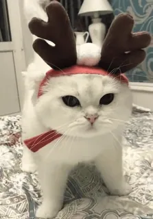 🐈‍⬛️ cf5df740 kot, zwierzę, zwierzak, renifer, boże narodzenie, święto, uroczy telegram sticker