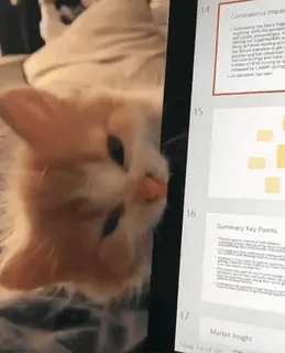 🐈‍⬛️ e70b9353 kot, słodki, kociak, komputer, prezentacja telegram sticker