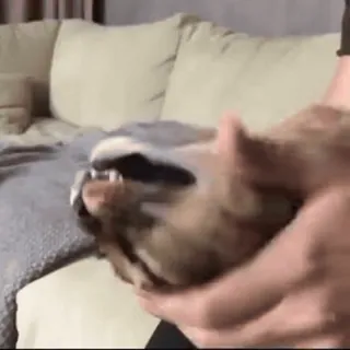 😽 2c32db89 telegram sticker