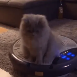 Коты 2 @chetamchannel whatsapp stickers