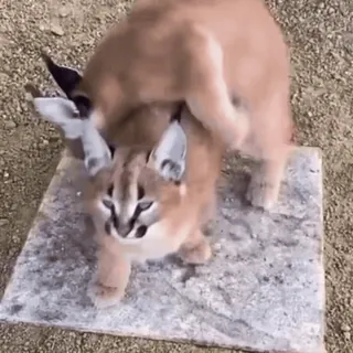 😽 81975fd9 플로파, 카라칼, 고양이, 동물, 놀이, 귀여운 telegram sticker