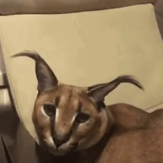 😽 e03d4cdd 카라칼, 빅 플로파, 고양이, 플로파, 동물, 밈, 애완동물 telegram sticker