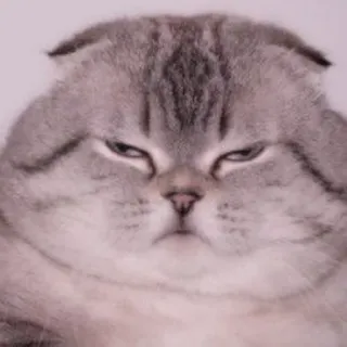 🐈 0706d2c7 猫, 不機嫌な猫, ペット, 動物, ミーム, かわいい, スコティッシュフォールド telegram sticker