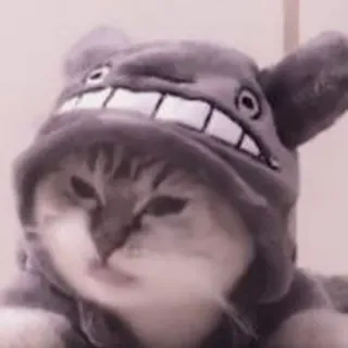 @stickerdirkje - 𝗰𝗮𝘁𝘀 𝟐 ۫ telegram stickers