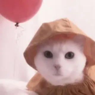 🐈 25600ce5 猫, 子猫, ペット, 動物, 風船, かわいい, 面白い, パーカー telegram sticker