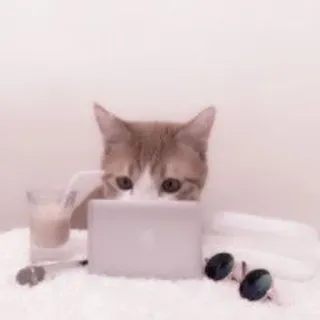 🐈 2cdf15da 猫, ノートパソコン, サングラス, コーヒー, 動物, かわいい, ペット, 家畜 telegram sticker