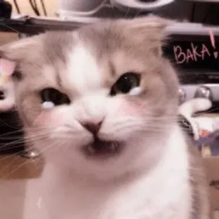 🐈 401fd772 Baka! 猫, バカ, 動物, 可愛い, ステッカー telegram sticker