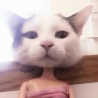 🐈 4dadb6ea 猫, 人形, 面白い, 動物, ペット, かわいい telegram sticker
