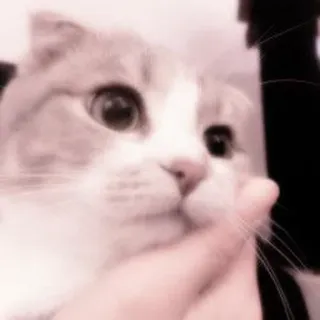 🐈 95366a03 猫, かわいい, 動物, ペット, ペット, 子猫 telegram sticker