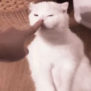 🐈 9dab3519 猫, 動物, ペット, かわいい, 指, 白, 家畜 telegram sticker