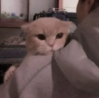 🐈 a159fd3b 猫, かわいい, 動物, ペット, 飼い猫, ネコ科 telegram sticker