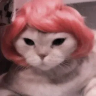 @stickerdirkje - 𝗰𝗮𝘁𝘀 𝟐 ۫ telegram stickers