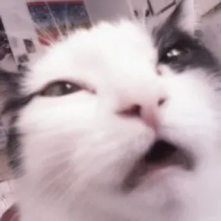 🐈 dc17bd64 猫, 面白い, 動物, ペット, ミーム, 可愛い telegram sticker