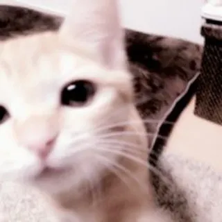 🐈 e19cf1a8 猫, 子猫, 動物, ペット, 家畜, 可愛い, ネコ科 telegram sticker