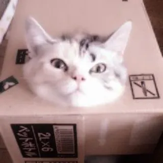 🐈 e62be42e 2LX6 猫, 箱, 動物, ペット, 面白い, 可愛い telegram sticker