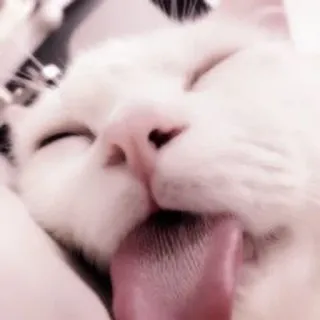 🐈 e810184c 猫, 動物, ペット, 舌, かわいい, 睡眠, 白い猫 telegram sticker