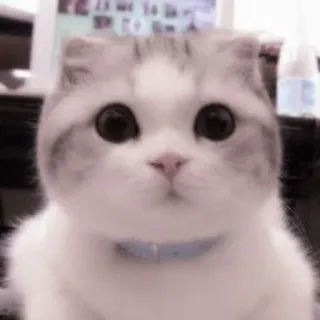 🐈 ef6157f4 猫, 子猫, 動物, ペット, かわいい, 家庭, ネコ科, 愛らしい telegram sticker