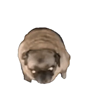 🐕 88f36ebb 犬, パグ, 動物, 可愛い, ペット whatsapp sticker