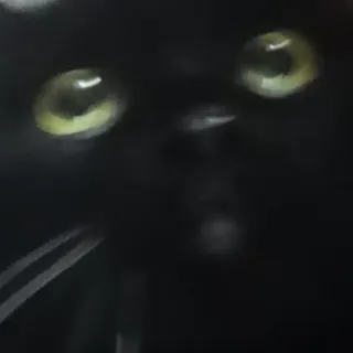 😻 0b54a1c0 kucing, kucing hitam, hewan, peliharaan, mata whatsapp sticker