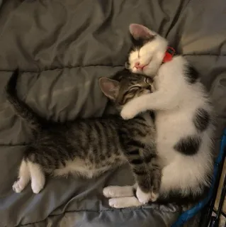 ❤️ 0d46107f anak kucing, kucing, hewan, imut, tidur, pelukan whatsapp sticker