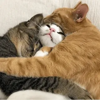 😑 17f2ee99 kucing, berpelukan, hewan, hewan peliharaan, hewan peliharaan, berpelukan, penyayang, mengantuk whatsapp sticker