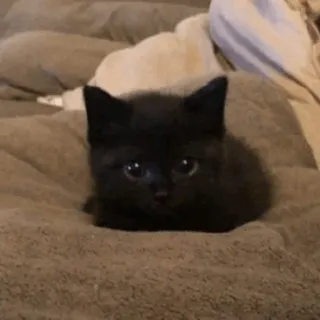 😐 196afae5 anak kucing, kucing hitam, kucing, hewan, peliharaan, imut whatsapp sticker