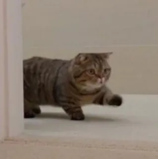 🥺 1e6f0177 kucing, hewan, binatang peliharaan, kucing domestik, kucing tabby whatsapp sticker