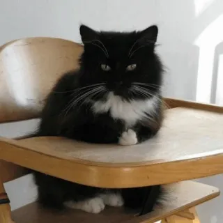 😐 24195947 kucing, hewan peliharaan, hewan, kucing domestik, kursi tinggi, kucing hitam putih, kucing berbulu whatsapp sticker